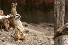 Meerkat Or Suricata Securing The Area Where They Are Living