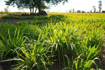 Wall Mural - green grass
