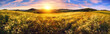 Panorama of a colorful sunset on beautiful meadow