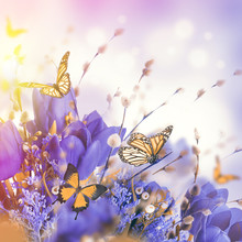 Blue Tulips With Mimosa And Butterfly