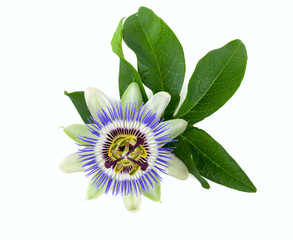 passion flower isolated on white