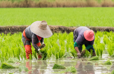 Two woman transplant rice seedlings