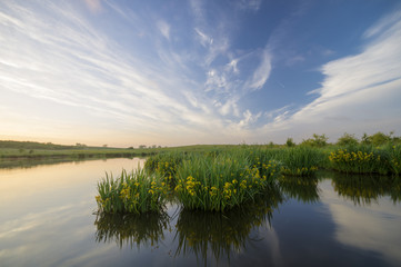Wall Mural - irises blooming in the lake at sunset
