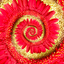 Spiral Red Gerbera Flower, Droste Effect