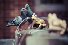 Two Pigeons And Fountain With Golden Lucky Frog - The Symbol Of