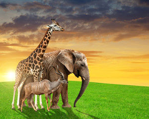 Giraffe, elephant and kudu in the sunset