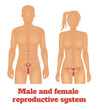 Man and woman reproductive system. Vector illustration
