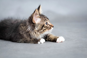 Wall Mural - little fluffy kitten on a gray background