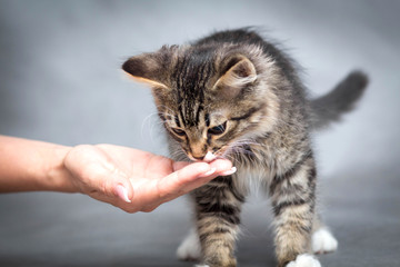 Girl feeds a kitten