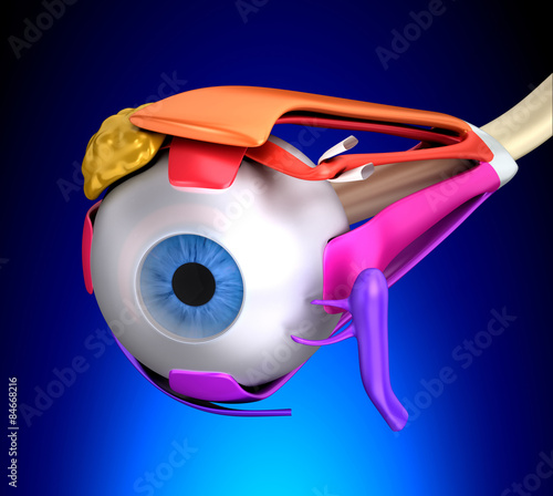 Obraz w ramie Eye Muscles Human Anatomy - Cross Section on blue background