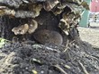 Wühlmaus / Maus / Mäuse / Garten