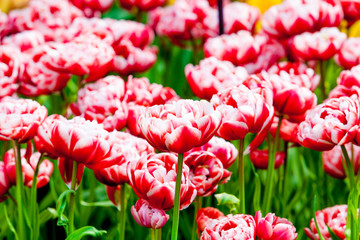 tulip. beautiful tulips. colorful tulips. tulips in spring,colou