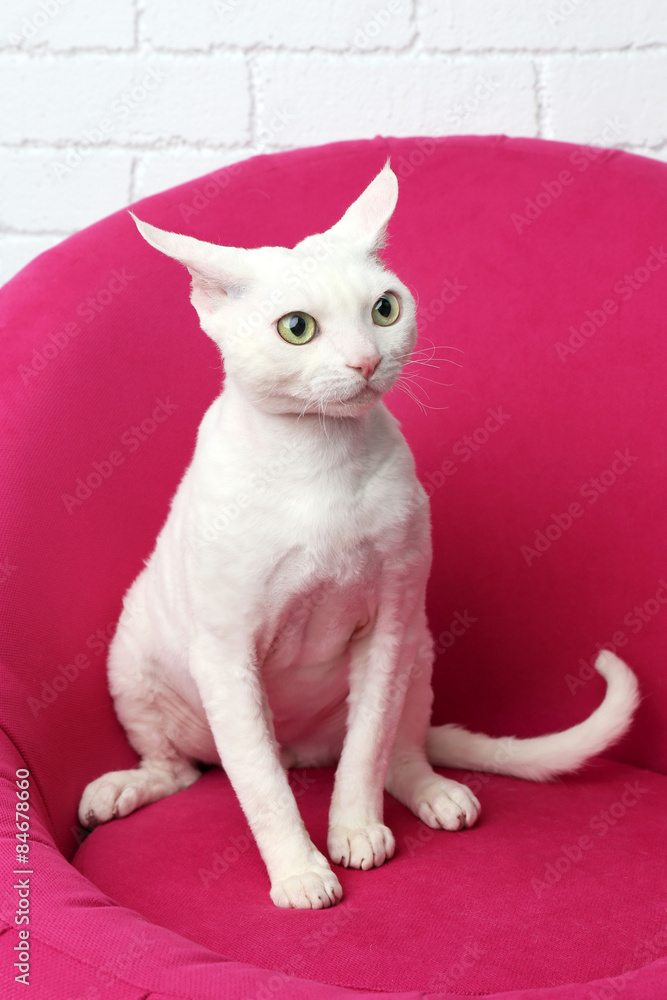 Beautiful white cat on soft pink armchair in room