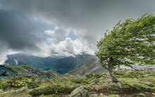 A Windswept Tree On A Mountain Ridge On The GR20 In Corsica