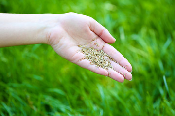 Canvas Print - Wheat grain in female hand on green grass background