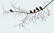 birds on a twig