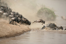 Herd Crossing Mara River