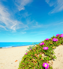 Wall Mural - pink flowers by the sea