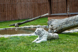 Biały tygrys bengalski