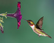 A ruby-throated hummingbird eating nectar from a pentunia.