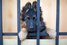 Unhappy Puppy Behind Bars In Shelter