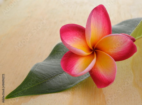 Naklejka - mata magnetyczna na lodówkę frangipani flower on a wood background