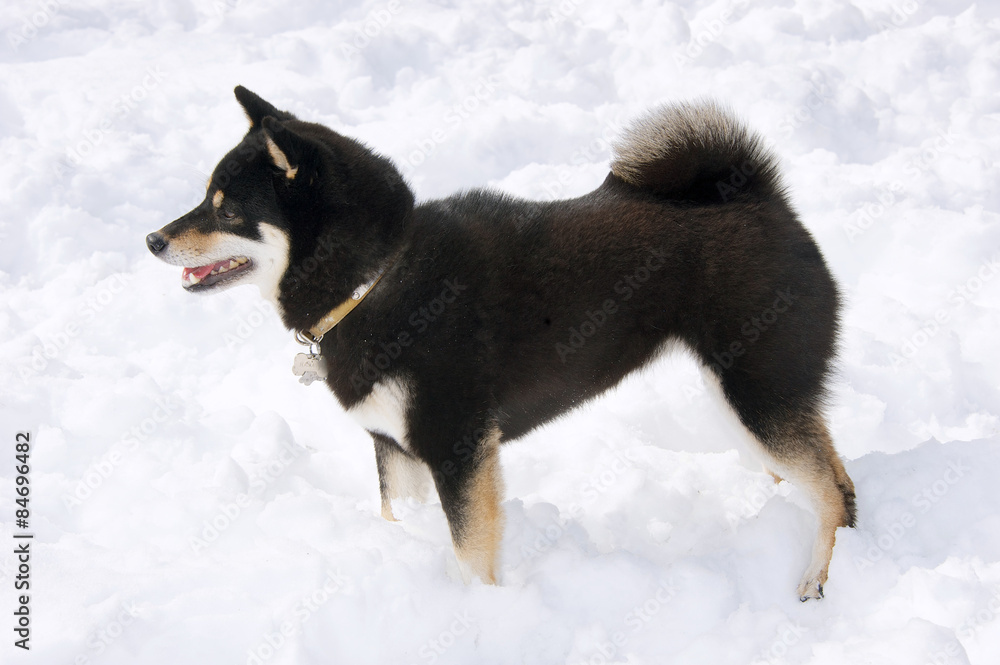 Poster Foto Black And Tan Shiba Inu Dog In The Snow In