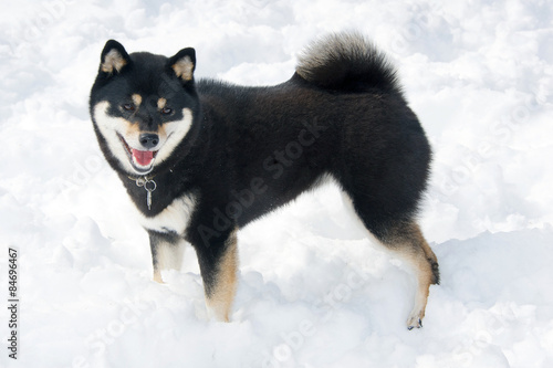 Black And Tan Shiba Inu Dog In The Snow In Yoyogi Park