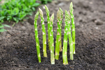 Sticker - Organic farming asparagus in black soil