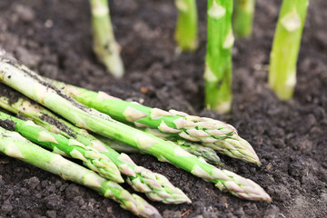 Canvas Print - Organic farming asparagus in black soil