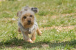 Happy Yorkshire terrier running.