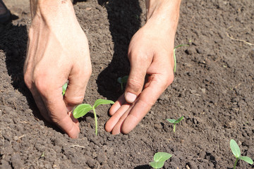 The male hands putting seedling of a cucumber to the earth