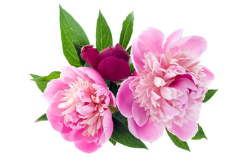 Fotomurales - Pink peony bouquet