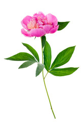 Fotomurales - Pink peony isolated