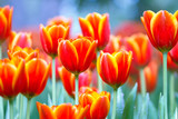 Fototapeta Tulipany - Fresh tulips in warm sun light
