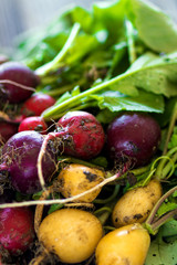 Wall Mural - Bunch of fresh radish