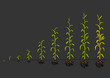 Maize Development Diagram. Stages of growth