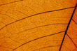leaf structure macro detail