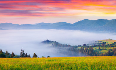 Wall Mural - Colorful summer sunrise in the foggy Carpathian mountains