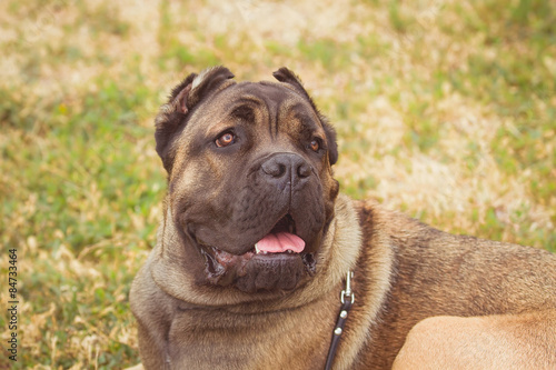 Fotografija  purebred big brown South-African massive dog species Boerboel.