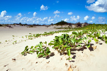 Mangrove Plant Covers Sandy Beach.