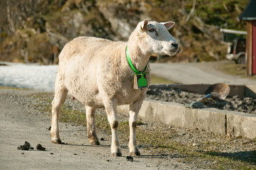  The standing on a road ewe with a bell on its neck