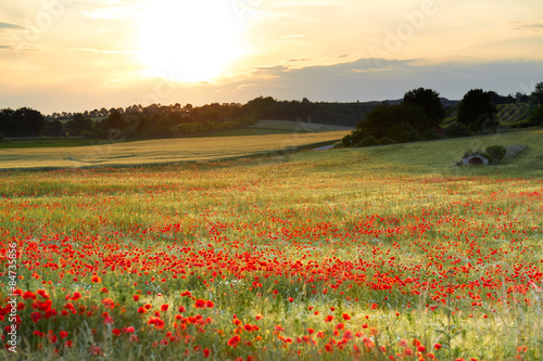 Naklejka na szybę Beautiful landscape with poppy field