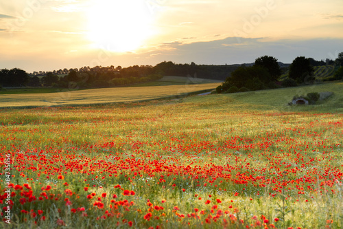 Naklejka na drzwi Beautiful landscape with poppy field