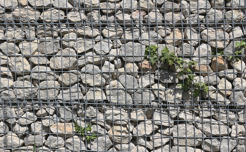 Gabione Mit Efeu Gitter Mit Steinen Buy This Stock Photo And