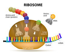 Interaction Of A Ribosome With MRNA