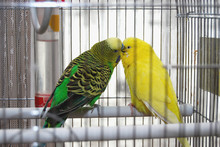 Two Parakeets Kissing In Cage