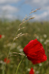 Beautiful red poppy in a field.