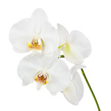 Fototapeta Panele - Flowers orchids isolated on white background.