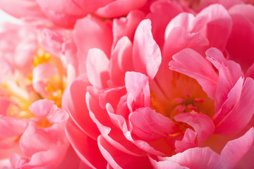 Fotomurales - pink peony flower petals macro background